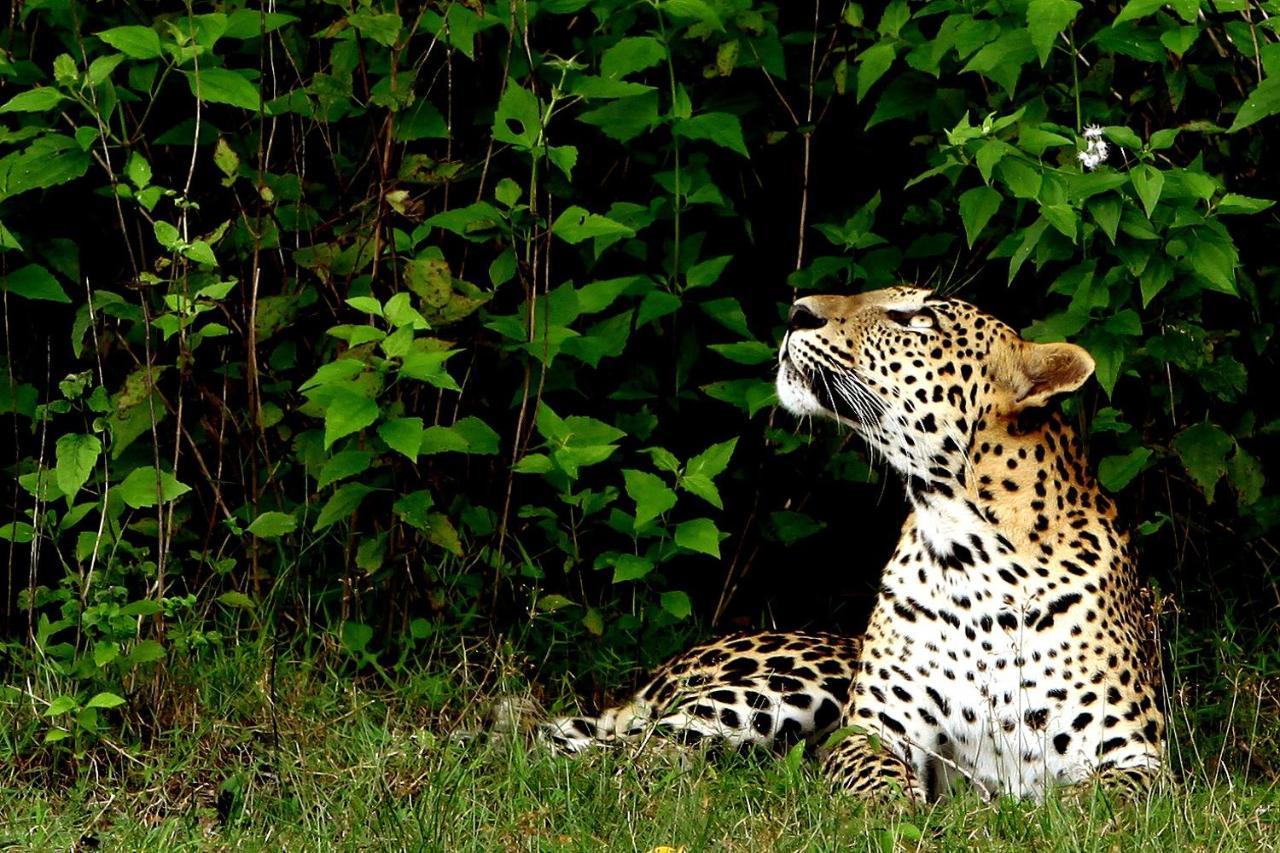 Big Game - Wilpattu By Eco Team Hotel Exterior photo