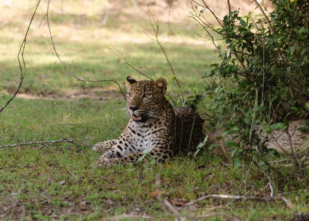 Big Game - Wilpattu By Eco Team Hotel Exterior photo